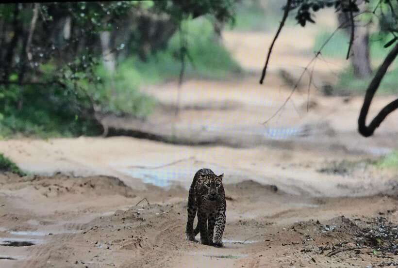 Wilpattu National Park: Private Safari - How the value adds up at about $35 per person