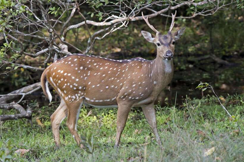 Wilpattu National Park: Private Safari - Best for who, and who might be disappointed