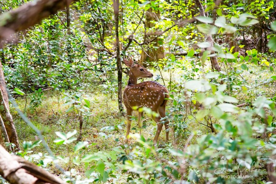 Wilpattu National Park Safari Tour from Colombo - Should You Book This Wilpattu Tour from Colombo?