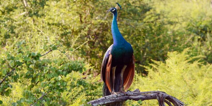 Wilpattu National Park Safari Tour from Colombo - Wilpattu’s Willus and Why This Park Feels Different
