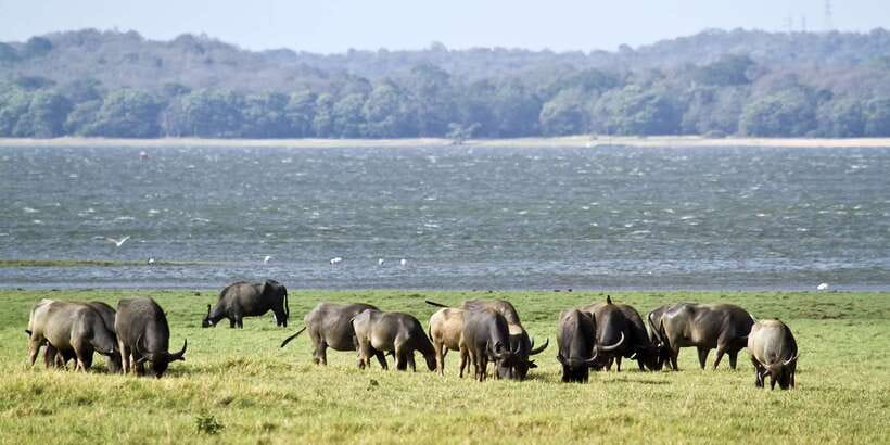 Wilpattu National Park Safari Tour from Colombo - Wildlife You Can Actually Plan For: Elephants, Deer, Crocs, and More