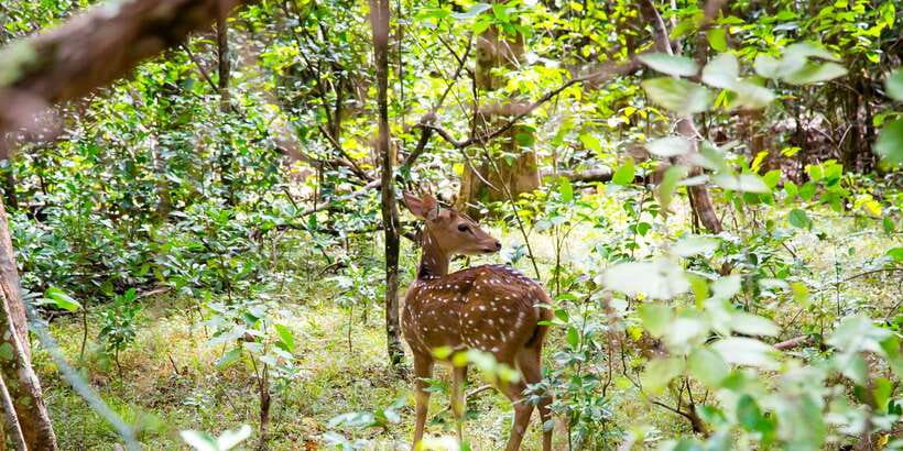 Wilpattu National Park Safari Tour from Colombo - Lunch at Puttalam Hotel: Budget Time, Not an Included Meal