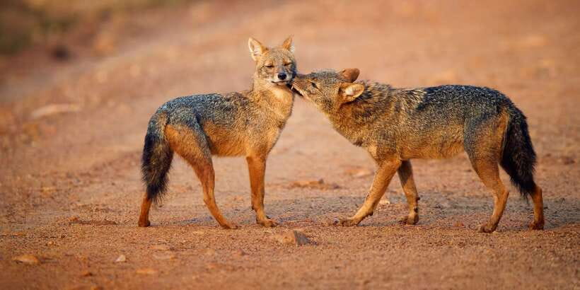 Wilpattu National Park Safari Tour from Colombo - Price and Value for Around $105: What You’re Paying For