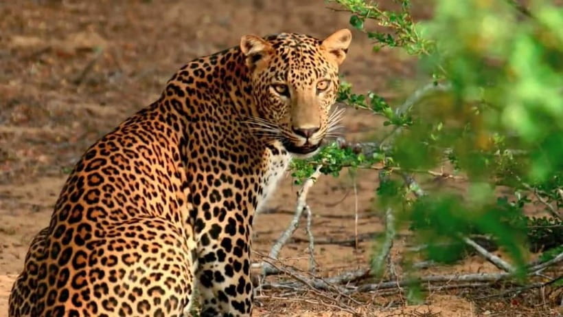Wilpattu: Private Safari Day Trip with Lunch & Entry Fees - Private safari logistics that actually save you time