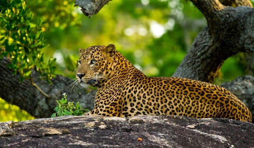 Wilpattu: Private Safari Day Trip with Lunch & Entry Fees - Lunch that stops the day from turning into a scramble