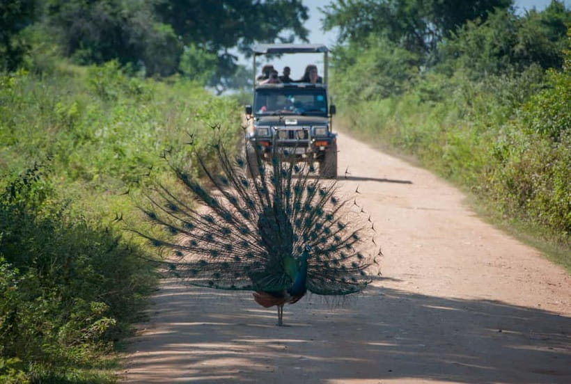 Wilpattu: Private Safari Day Trip with Lunch & Entry Fees - Who should book this Wilpattu private safari