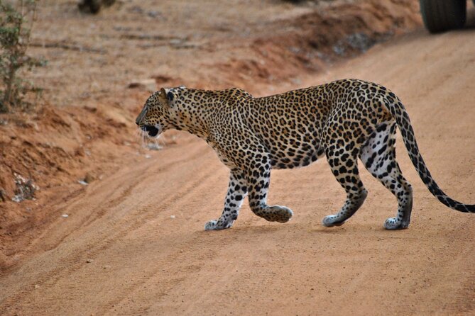 Yala 4h Jeep Safari: Guided Wildlife Experience (All Inclusive) - Key takeaways before you go