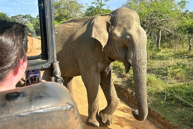 Yala 4h Jeep Safari: Guided Wildlife Experience (All Inclusive) - Wildlife odds: what you should watch for, and how to spot better