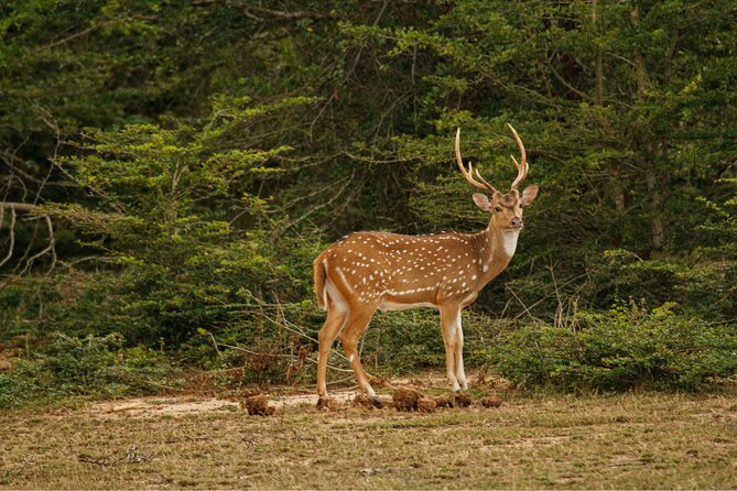 Yala 4h Jeep Safari: Guided Wildlife Experience (All Inclusive) - Guides make the day: names you may hear, and what to ask for