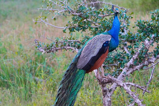 Yala 4h Jeep Safari: Guided Wildlife Experience (All Inclusive) - Picnic breaks and what to plan for outside the inclusions