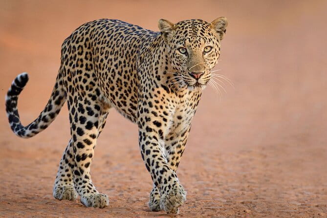 Yala and Udawalawa Safari Tour From Hambantota port - Key things that make this safari a smart value