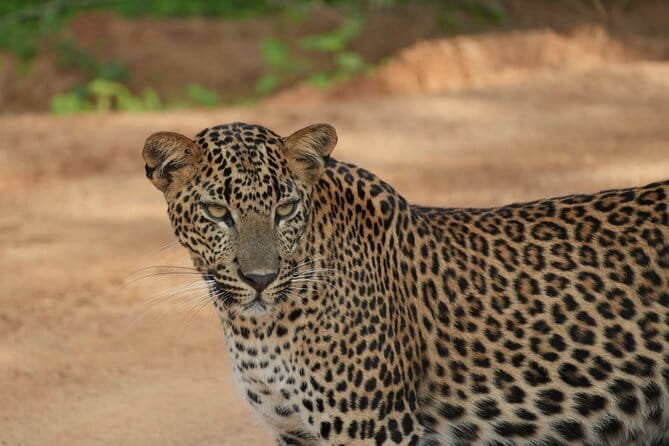 Yala and Udawalawa Safari Tour From Hambantota port - Hambantota Port to Yala, a simple half-day plan