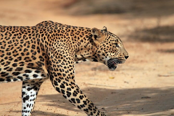 Yala and Udawalawa Safari Tour From Hambantota port - What you should expect inside the parks