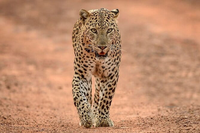 Yala and Udawalawa Safari Tour From Hambantota port - Price and what you really get for $47
