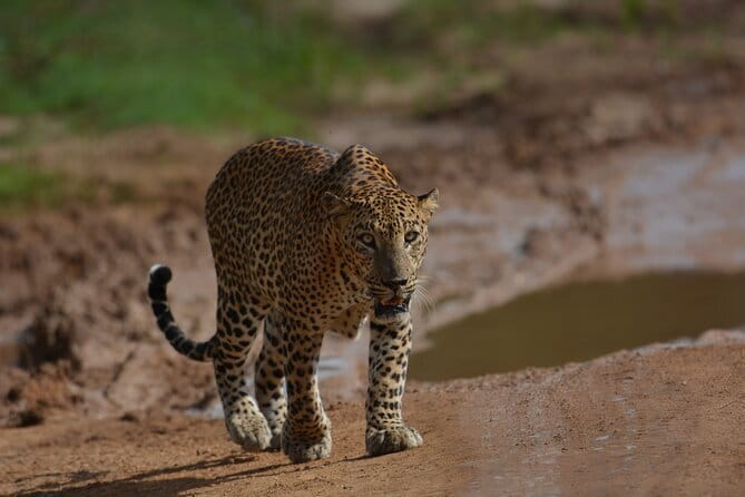 Yala Best Extended Half Day Safari By Ceylon Leopard Safari - Key highlights