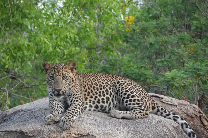 Yala Best Extended Half Day Safari By Ceylon Leopard Safari - Guides and spotting strategy, how you actually find wildlife in Yala