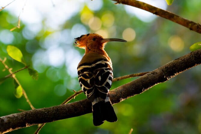 Yala Best Extended Half Day Safari By Ceylon Leopard Safari - Wildlife moments to aim for (and what else you might see)