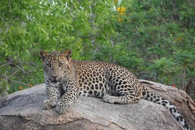 Yala Best Extended Half Day Safari By Ceylon Leopard Safari - Comfort details that make the safari easier to enjoy