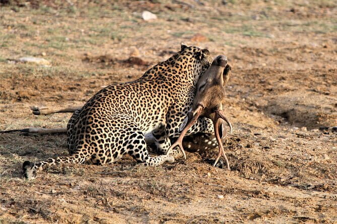 Yala Best Extended Half Day Safari By Ceylon Leopard Safari - Value check: is this $35 safari a good deal?