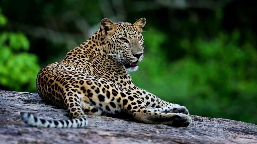 YALA BLOCK 5 & 6 (Weheragala & Lunugamwehera) Safari Tour - Key highlights at a glance