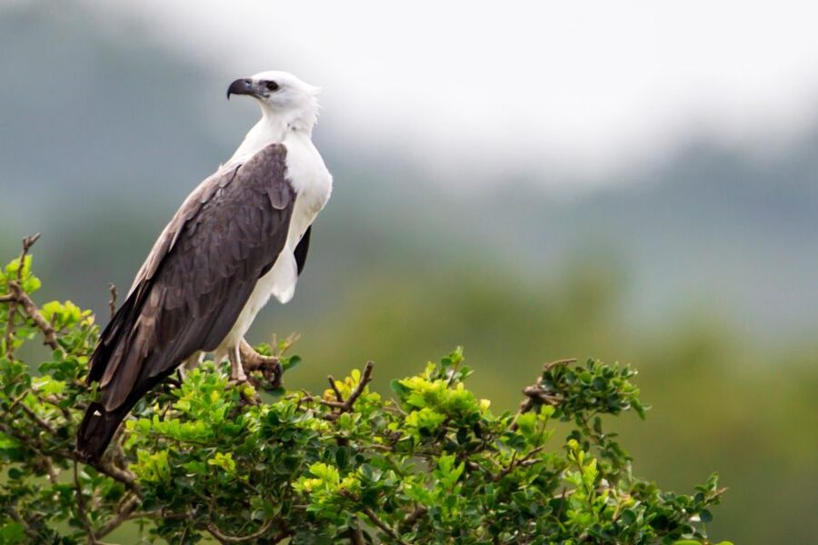 YALA BLOCK 5 & 6 (Weheragala & Lunugamwehera) Safari Tour - Should you book the Yala Block 5 and 6 Weheragala and Lunugamwehera safari?