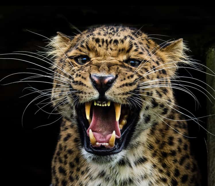 YALA BLOCK 5 & 6 (Weheragala & Lunugamwehera) Safari Tour - Yala Block 5 and 6: calmer country, bigger chances