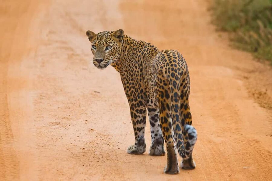 YALA BLOCK 5 & 6 (Weheragala & Lunugamwehera) Safari Tour - Price and logistics: where the $35 value comes in