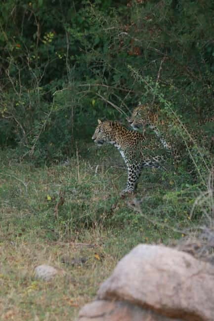 YALA BLOCK 5 & 6 (Weheragala & Lunugamwehera) Safari Tours - Who Should Book This Safari and Who Might Skip It