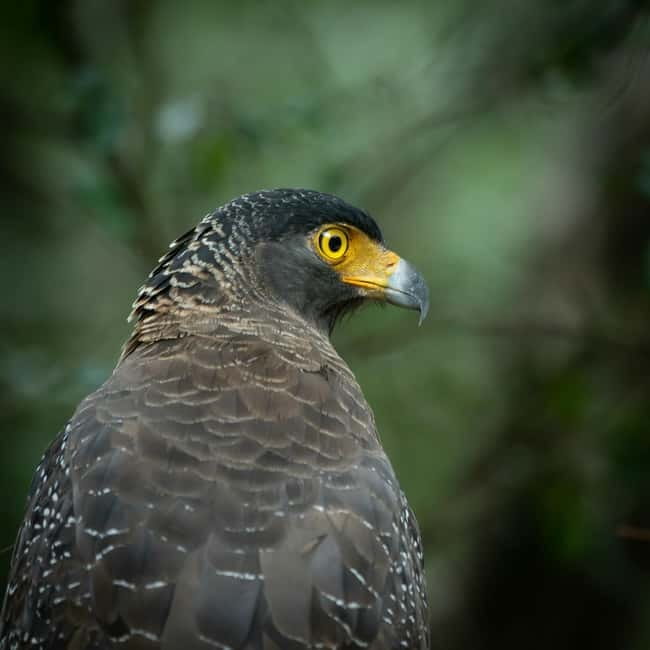 YALA BLOCK 5 & 6 (Weheragala & Lunugamwehera) Safari Tours - The wildlife you should expect, and what makes these blocks special