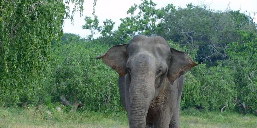 YALA BLOCK 5 & 6 (Weheragala & Lunugamwehera) Safari Tours - Itinerary reality check: what stop 1 really looks like