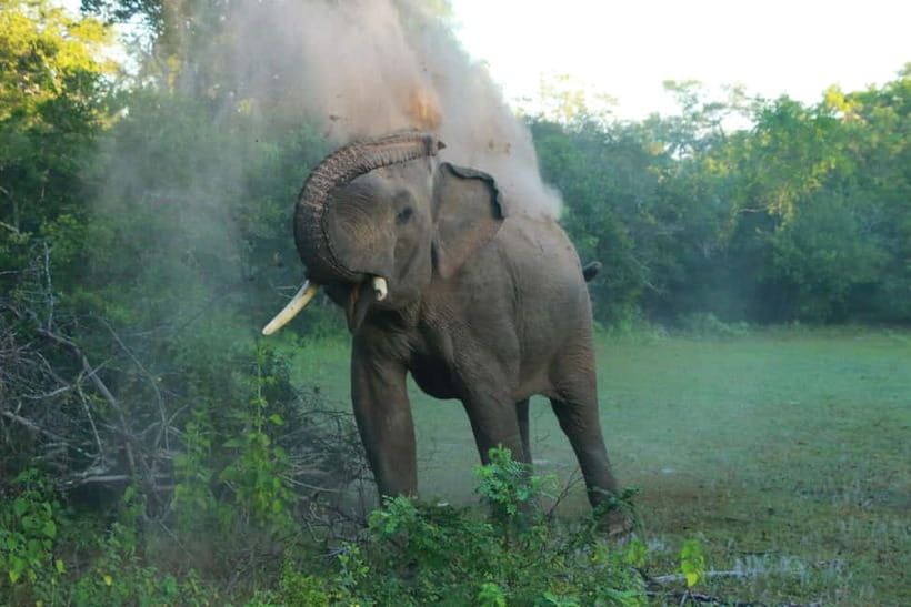 YALA BLOCK 5 & 6 (Weheragala & Lunugamwehera) Safari Tours - Price and value: $36 for the safari service, plus the park ticket