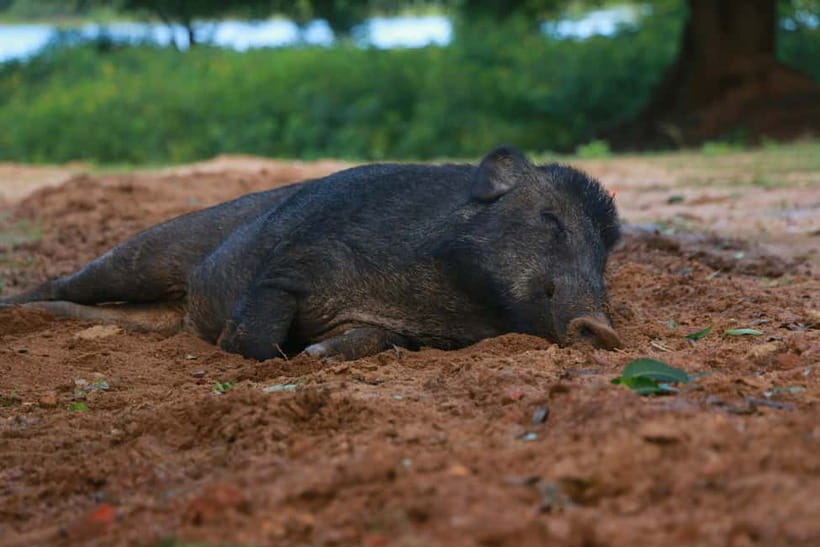 YALA BLOCK 5 & 6 (Weheragala & Lunugamwehera) Safari Tours - Half day or full day: lunch, comfort, and how to choose