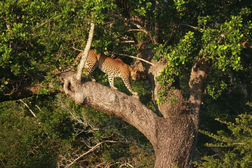 YALA BLOCK 5 & 6 (Weheragala & Lunugamwehera) Safari Tours - Price and Value: What You Pay at About $36 Plus Entrance Tickets