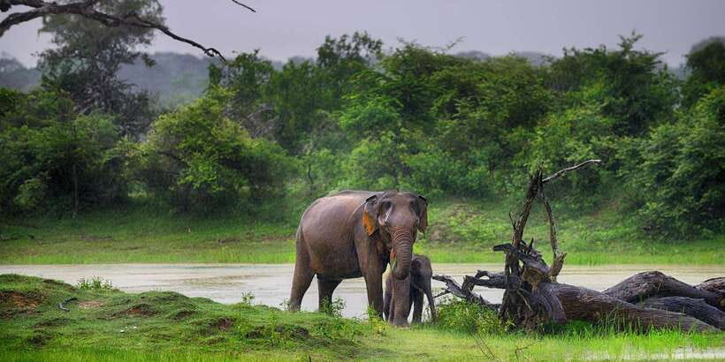 Yala Block 5: Private Morning or Evening Safari - Block 5 in Yala: why it feels calmer and better for spotting