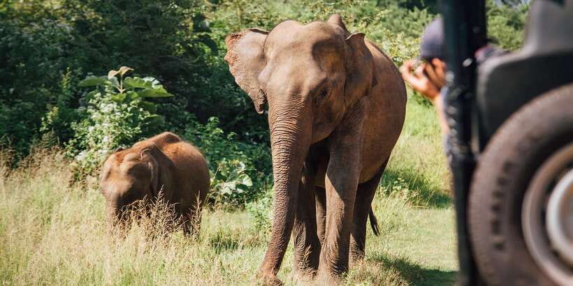 Yala Block 5: Private Morning or Evening Safari - What you might see in Block 5: leopards, elephants, sloth bears, and the rest of the show