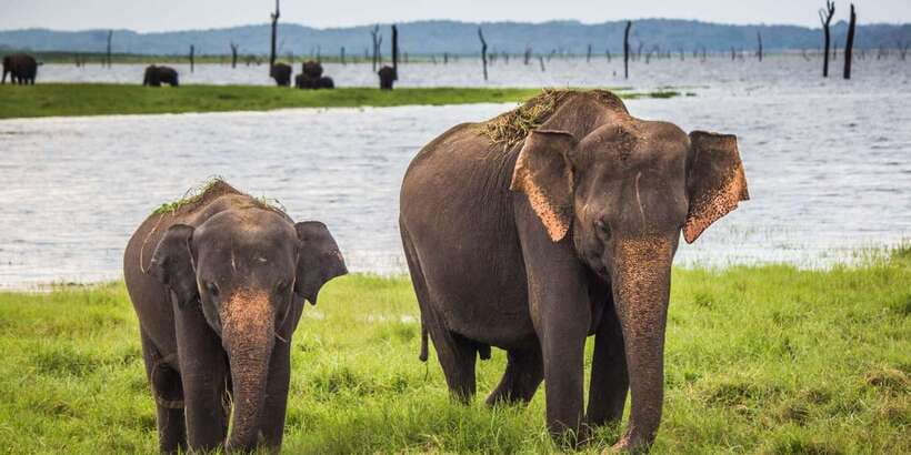 Yala Block 5: Private Morning or Evening Safari - Park etiquette and safety: the rules that keep the safari smooth
