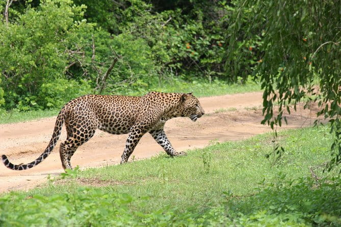 Yala Camping by Ajith Safari All Inclusive - The staff and safari-leader factor you should not ignore