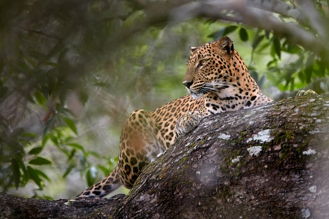 Yala Full day Leopard Safari Tour with Picnic Lunch - Why Yala Is a Leopard-Focused Day in Sri Lanka