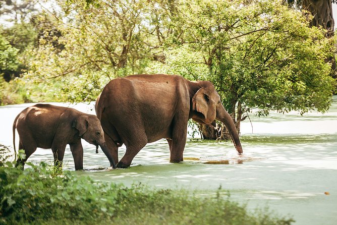 Yala Full day Leopard Safari Tour with Picnic Lunch - Animals You Can Aim For, and How to Think About Expectations