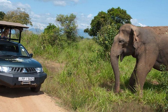 Yala Full day Leopard Safari Tour with Picnic Lunch - Guide Names, Style, and Why It Changes the Whole Day