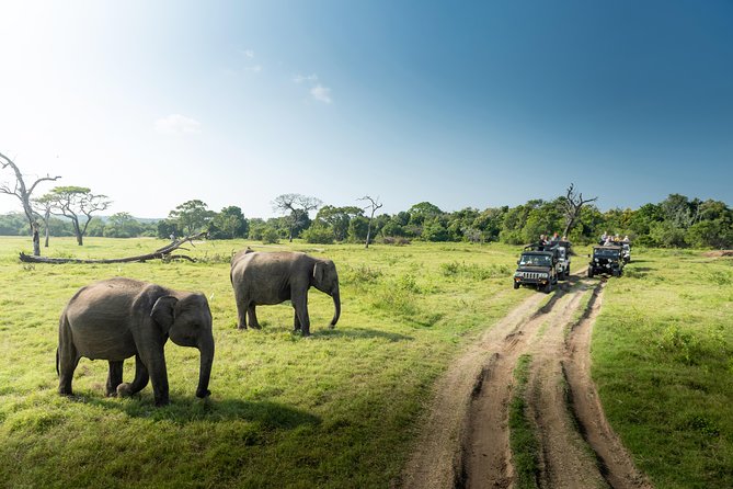 Yala Full day Leopard Safari Tour with Picnic Lunch - The 5:00 to 5:30 Start: What an Early Day Really Buys You