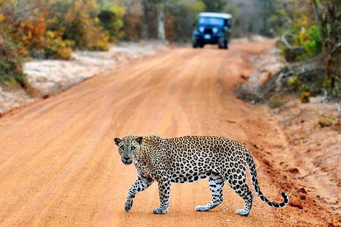 Yala Full Day Safari with Picnic Lunch - Private & All Inclusive - Yala Full Day Safari, the practical way to chase leopards