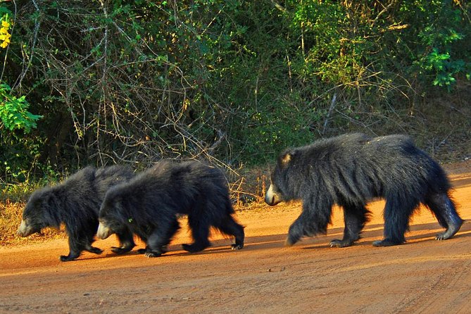 Yala Full Day Safari with Picnic Lunch - Private & All Inclusive - What you might see in Yala National Park