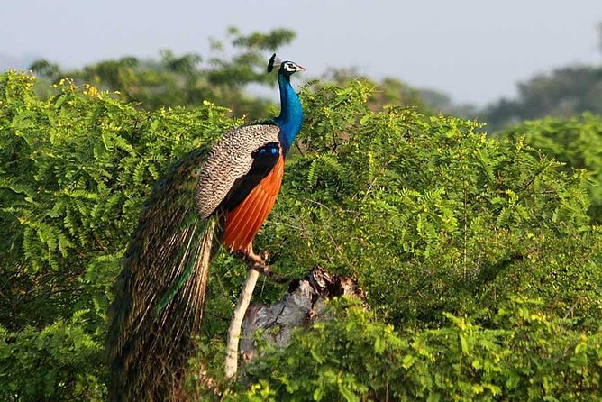 Yala Full Day Safari with Picnic Lunch - Private & All Inclusive - Price and value: what $175 buys you in an all-inclusive day