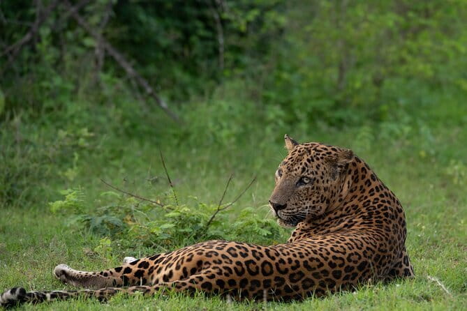 Yala Mk Safari Tour & Taxi Service - Key highlights worth focusing on