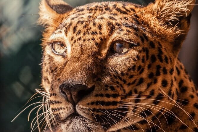 Yala Mk Safari Tour & Taxi Service - Leopards in Yala, and how to think about the odds