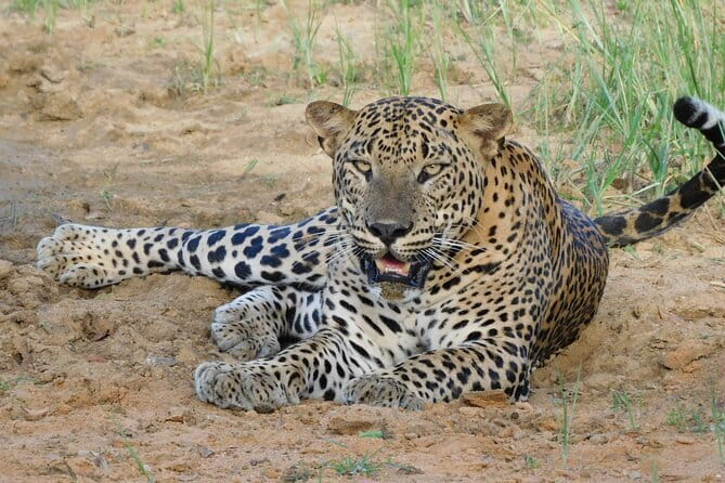 Yala Mk Safari Tour & Taxi Service - Choosing your safari length: morning, afternoon, 7-hour, full-day