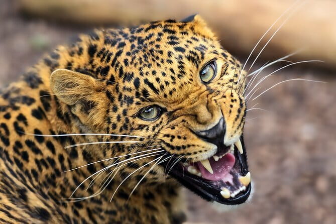 Yala Mk Safari Tour & Taxi Service - Getting to Yala: meeting point and pickup reality