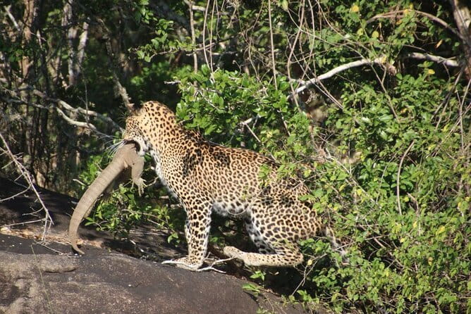Yala Mk Safari Tour & Taxi Service - Inside the park: what your drive should feel like