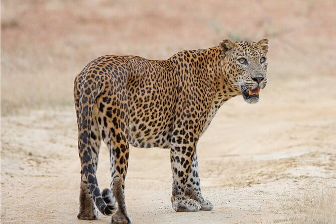 Yala Mk Safari Tour & Taxi Service - What you might see: Big Three plus the rest of Yala’s cast
